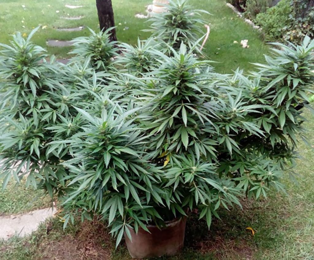 Nasiona Marihuany Ak47, Recenzja Odmiany, UprawaKonopi