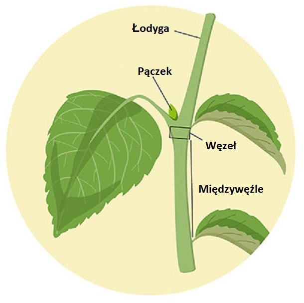 Anatomia Roślin Konopi Indyjskich, UprawaKonopi